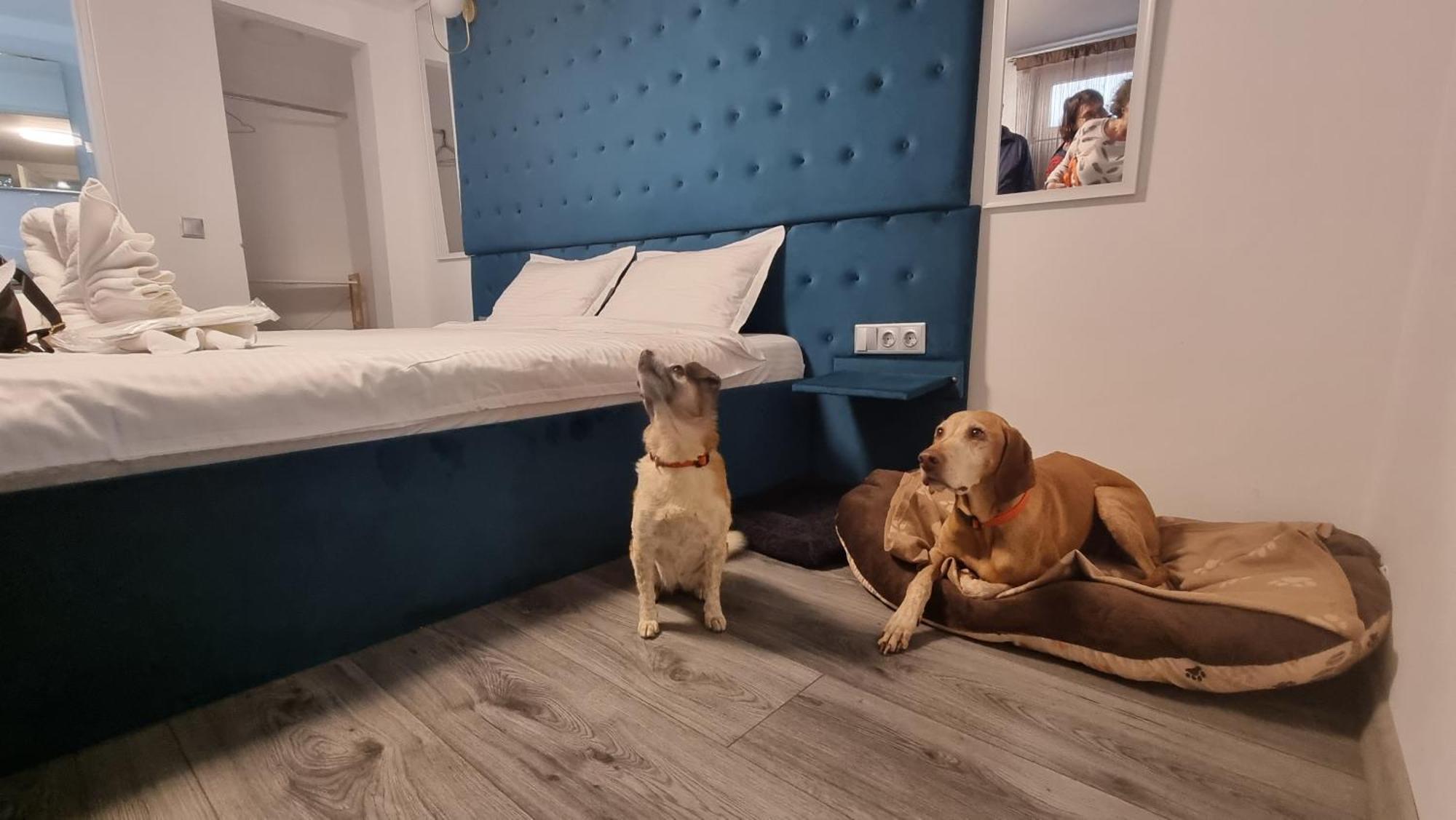 Pensiunea Ober Brasov Ngoại thất bức ảnh